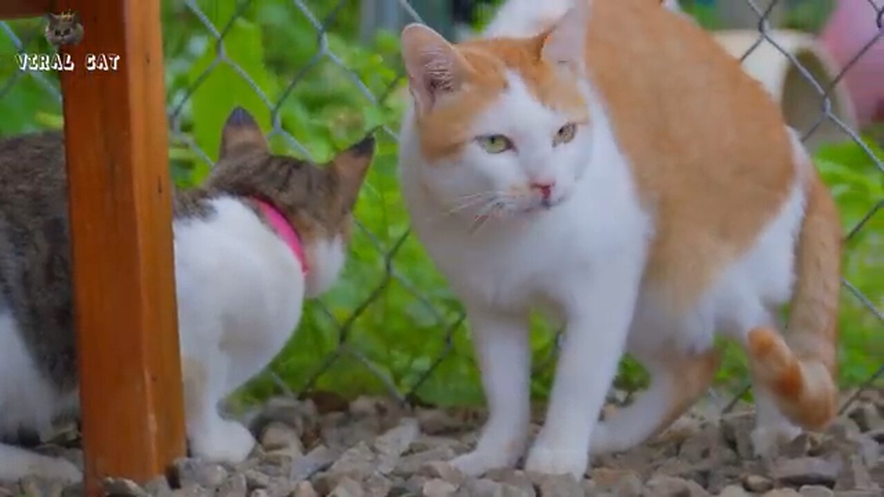 4K Quality Animal Beautiful Scenes Episode 1