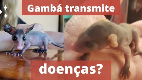 Gambá transmite doenças? #94