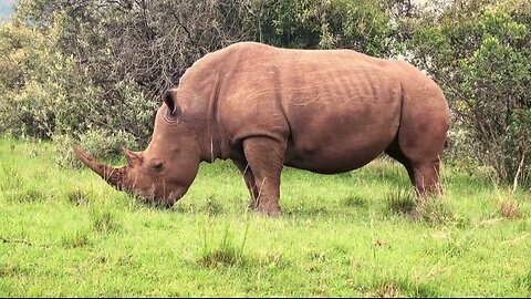 "Rhinos: Giants of Grasslands and Forests"