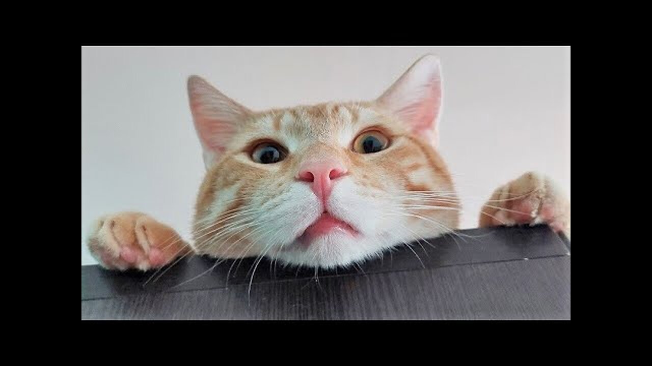 Funny animals - Funny cats / dogs - #viral