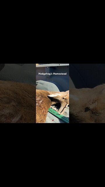 Glad to get this one out of the gene pool #hedgehogshomestead #Hunting #whitetaildeer