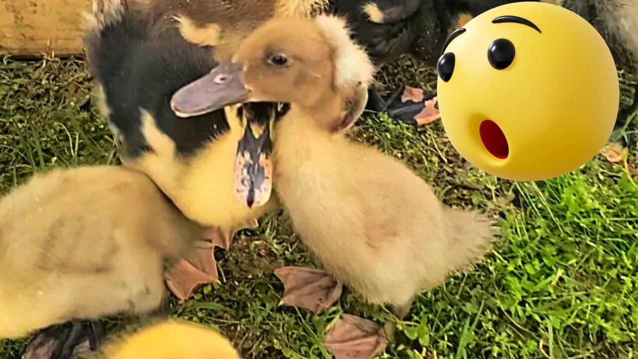 Help Us Name Our Rare Baby Duck