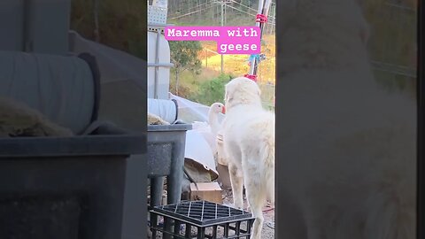 Maremma with geese #freerange #maremma #livestockguardiandog #pilgrimgeese #geese