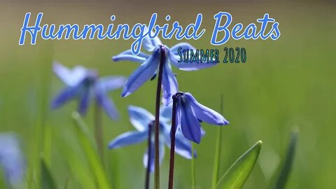 Acoustic Folk Instrumental May Song by Federico Fabiano (No Copyright Music)