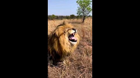 Funny Lion