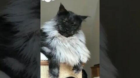 cute cat videos 😹 funny videos 😂 1086 😻 #shorts
