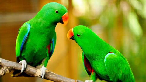 A Green Parrot Preched On A Glass Window Ledge