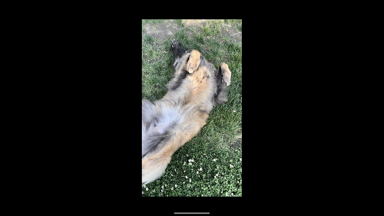 Best friends Kara & Zeus #Dog chilling outside scratching her back on the grass & he chews his bone