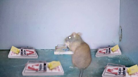 Rat Pulls Off a Big Brain Move