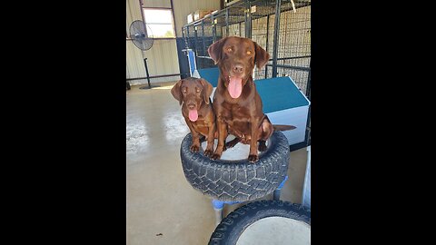 Retriever Puppy Training