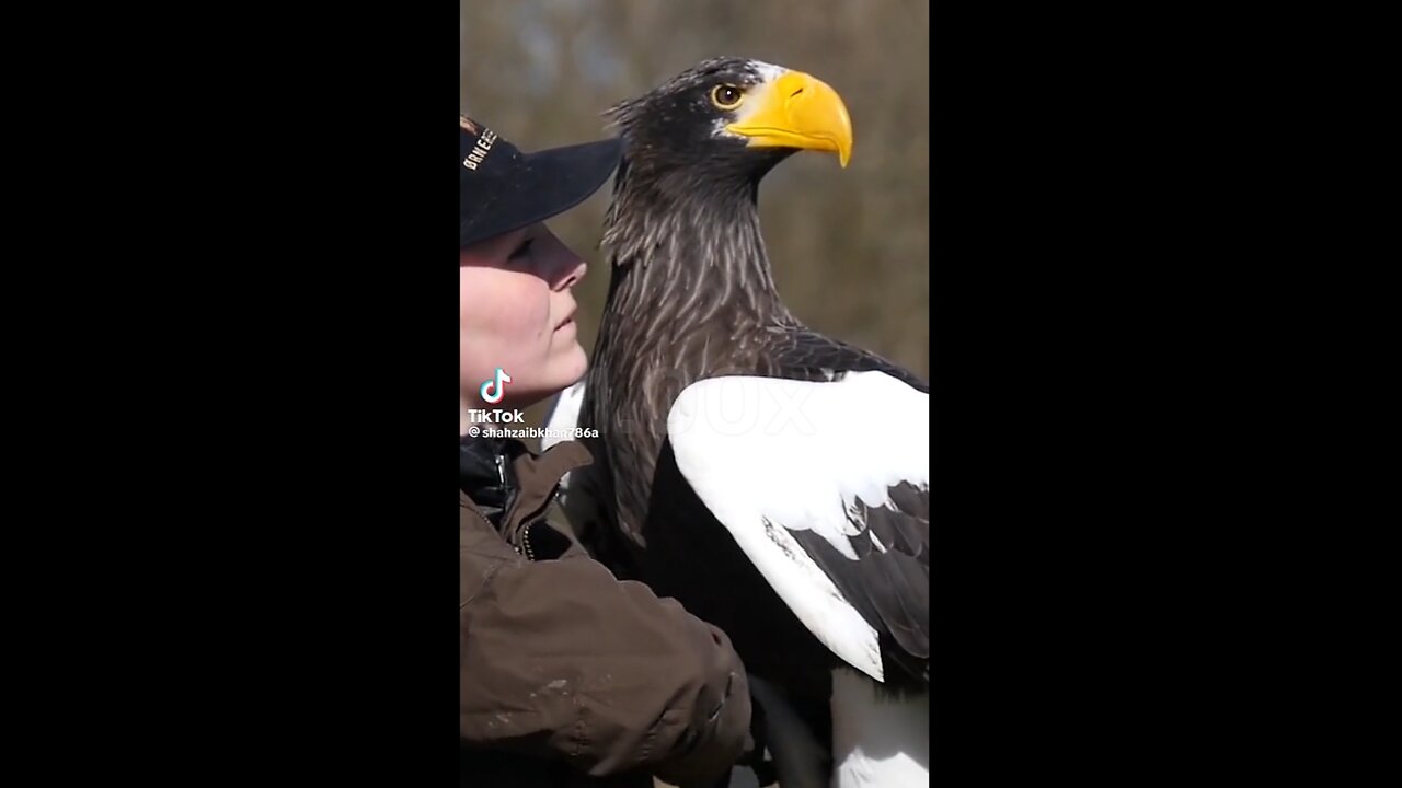 Biggest Eagle of the world