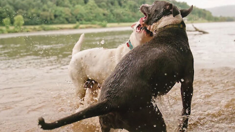 Two Dogs Playing In The River Water 🐱😁