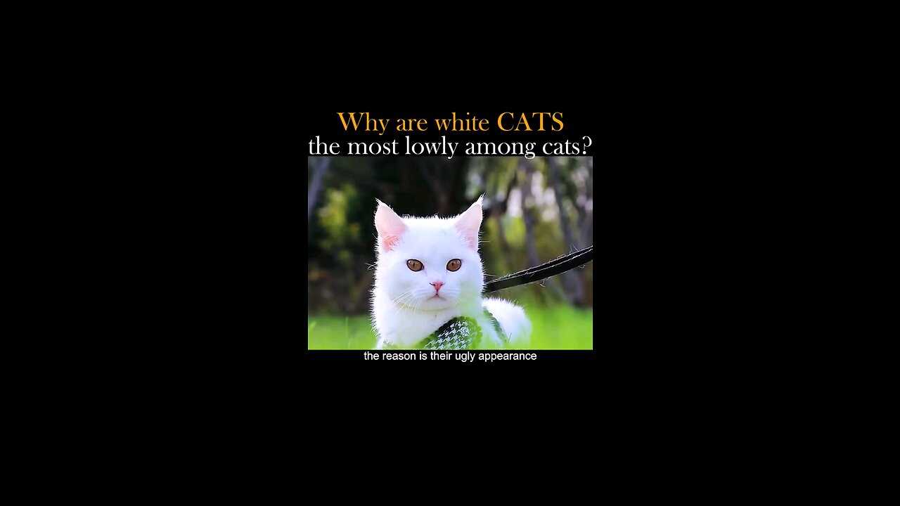 why white cats are lowly among cats 🐈