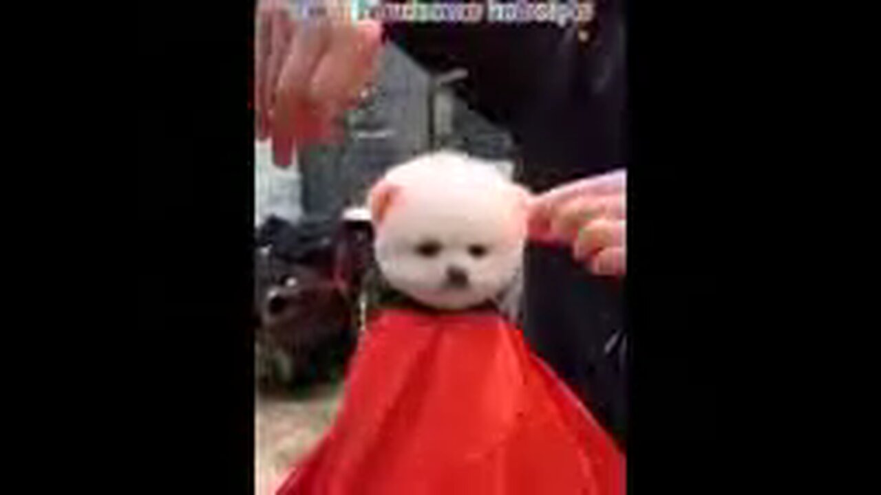 Unbelievable!!! Funny Dog Videos Try Not To Laugh π¦΄ππΆβοΈ6