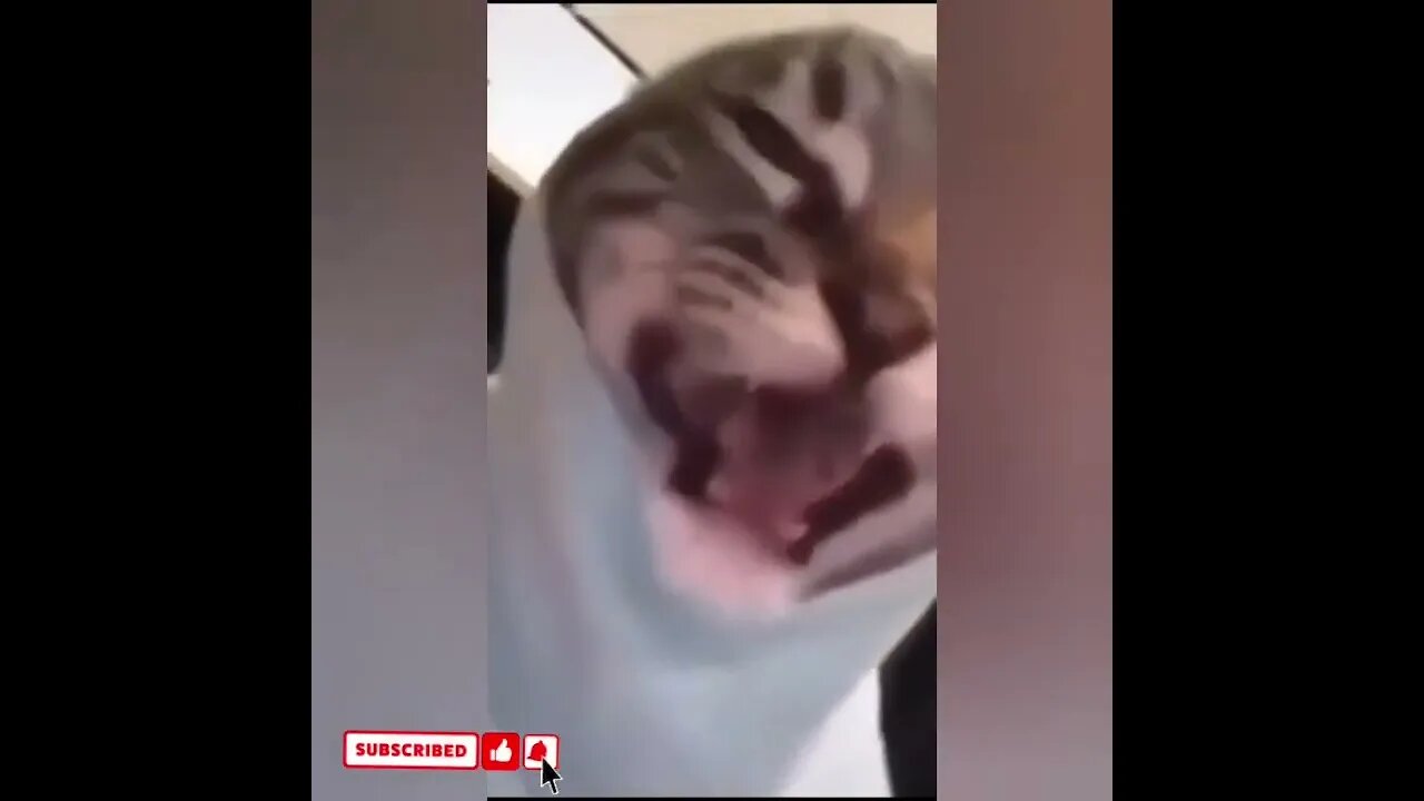 cute cat videos 😹 funny videos 😂1626