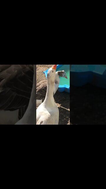 Edwin the attack goose does his thing, terrorising the dog🤣