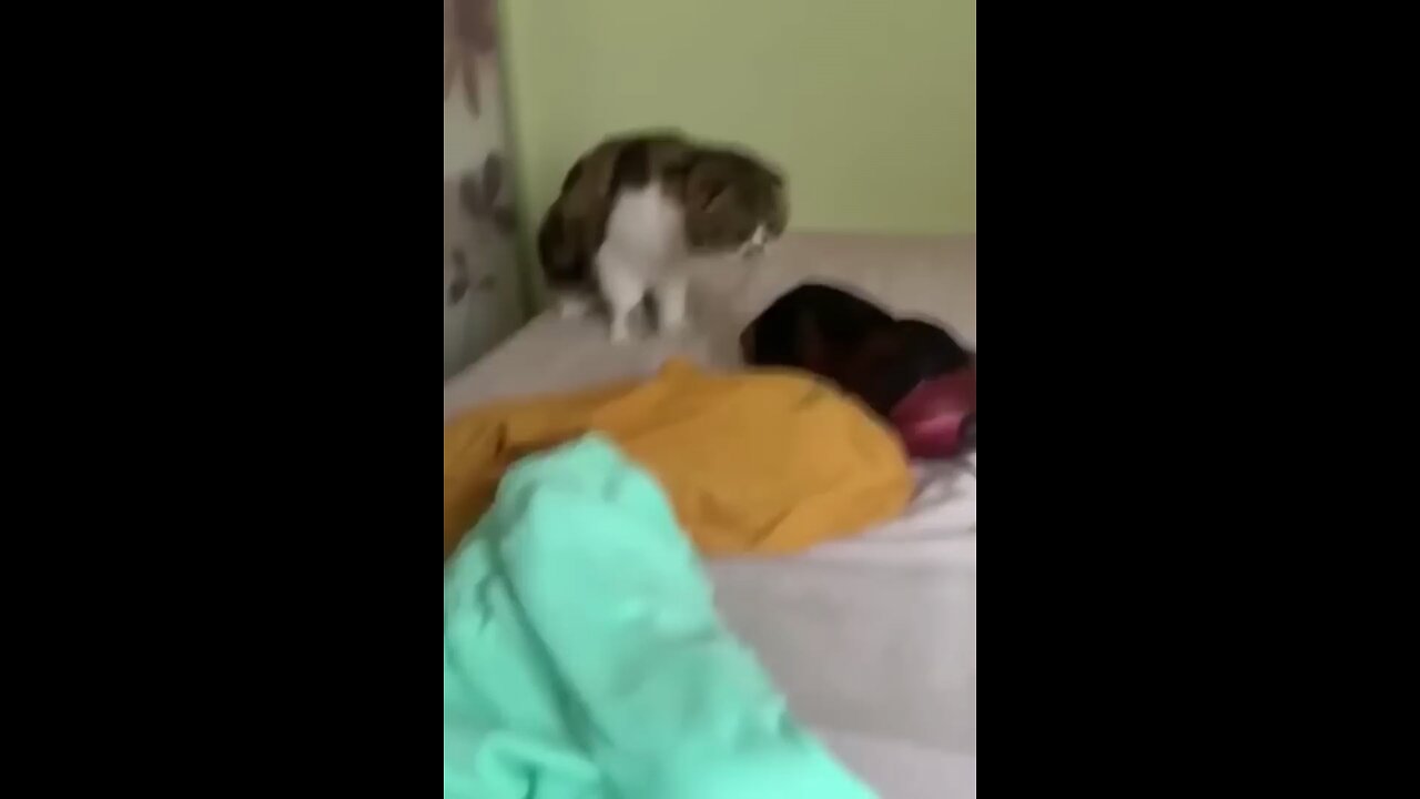 funny animals