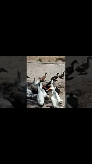 The Ducklings are with the other ducks sometimes