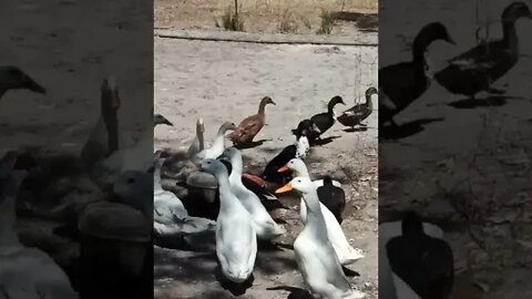 The Ducklings are with the other ducks sometimes