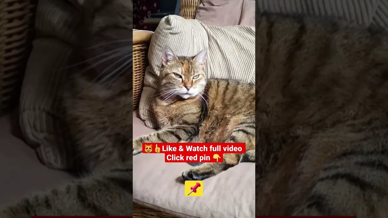 cute cat videos 😹funny videos 😂1338😻#shorts #catvideos #funnycatsvideos #cat #funny_cat #cutecat