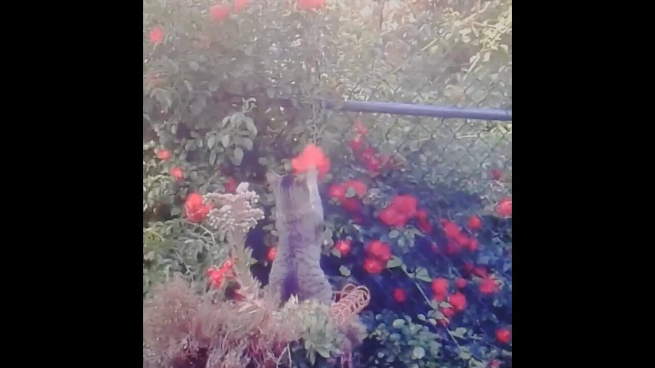 Cat Playing With Rose Bush