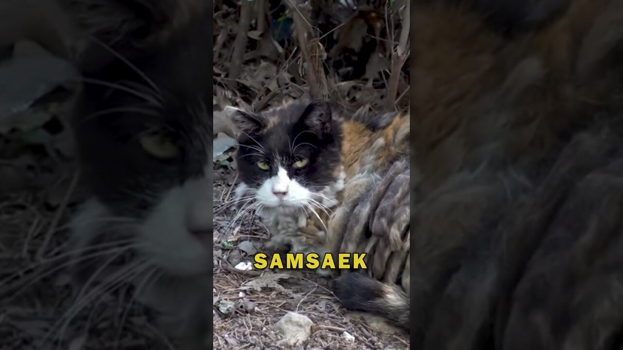 Dreadlocks Fur Cat?