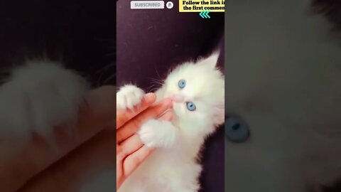 cute cat videos 😹 funny videos 😂 685 😻 #shorts #shortsfunny #cutecat #catvideos #catsfood #catscare