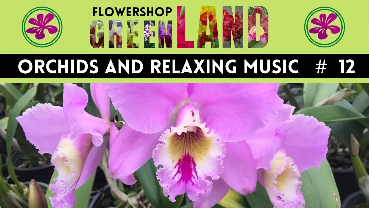 MALANDRAGEM MUSIC | 100 ORCHIDS TO THE SOUND OF RELAXING MUSIC | # 12