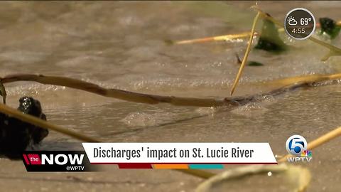 Discharges' impact on St. Lucie River