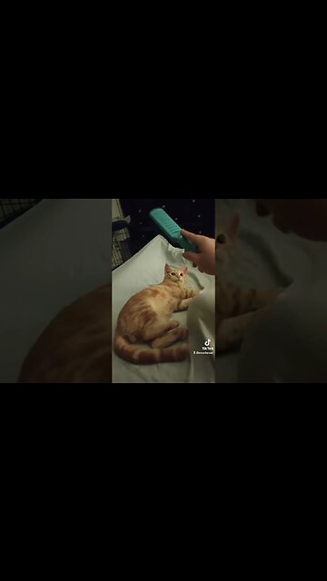 Chill with the Kittens