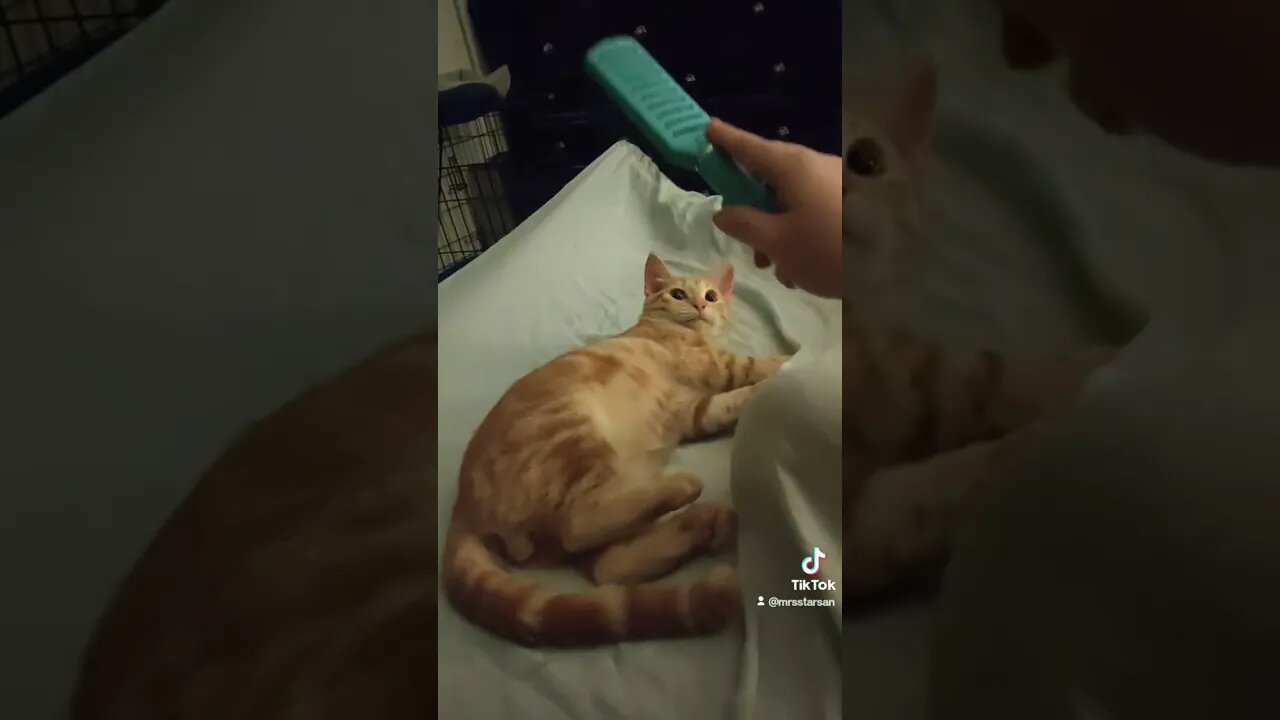 Chill with the Kittens