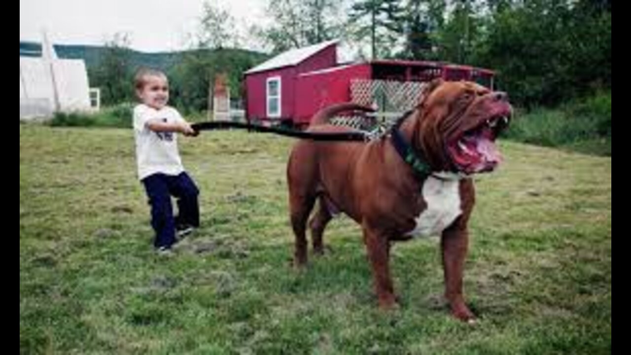 The messive pitbull biggest in the world