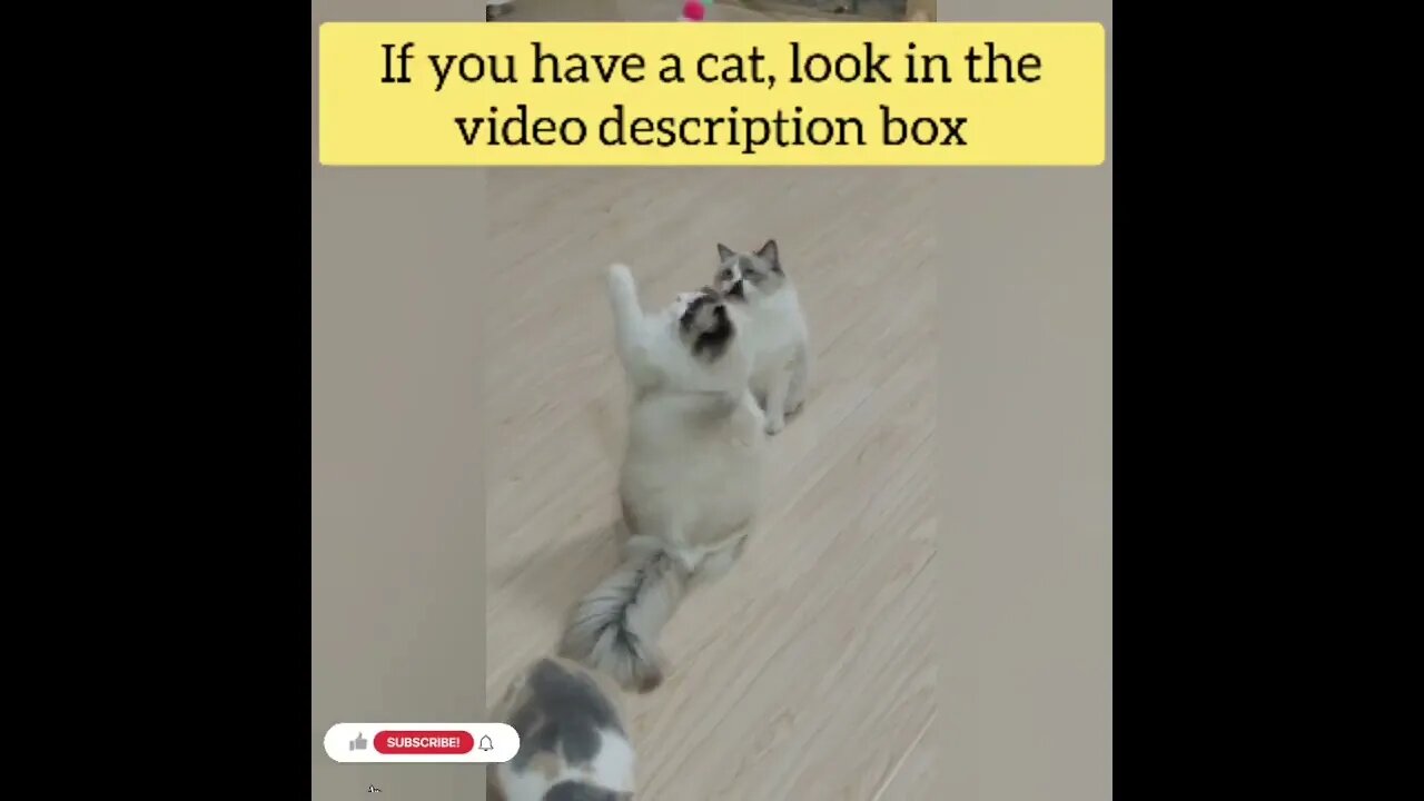 cute cat videos 😹 funny videos 😂159