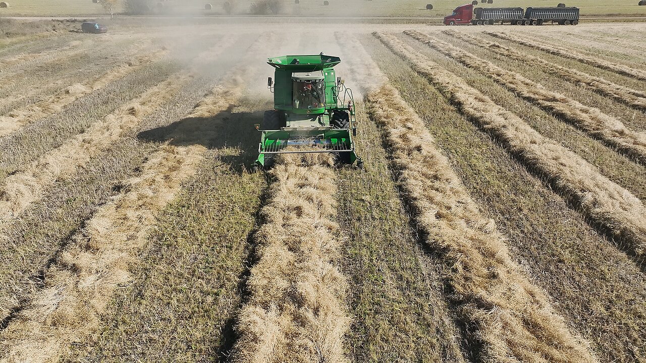 2023.10 - Harvesting canola