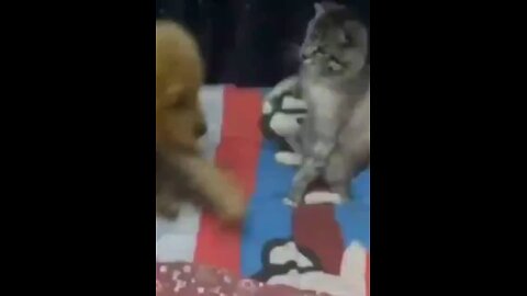 Savage Cat