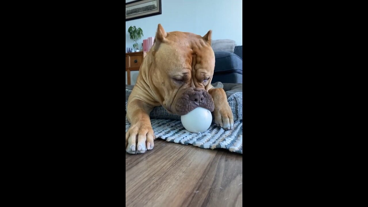 No one wants to play with GIANT Pit Bull and his ball ⚾️🦁