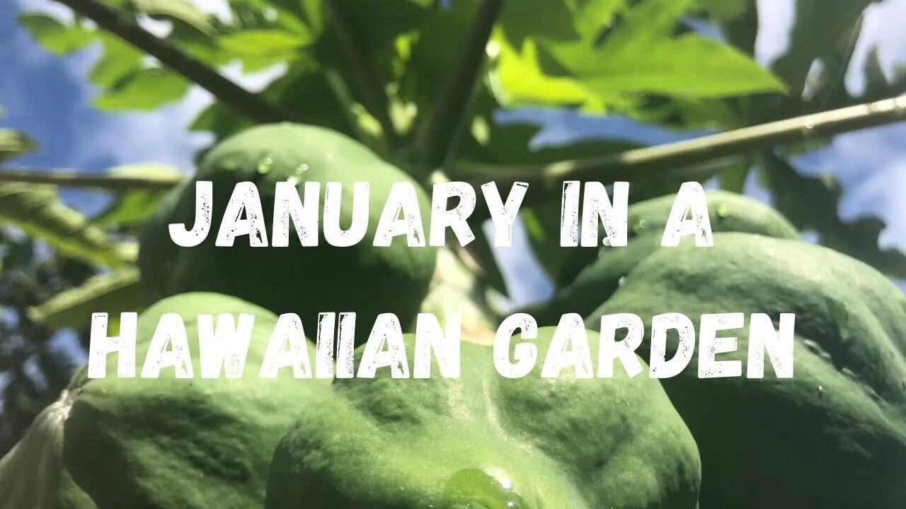 Hawaii Garden In January: What To Plant, Harvest and Do