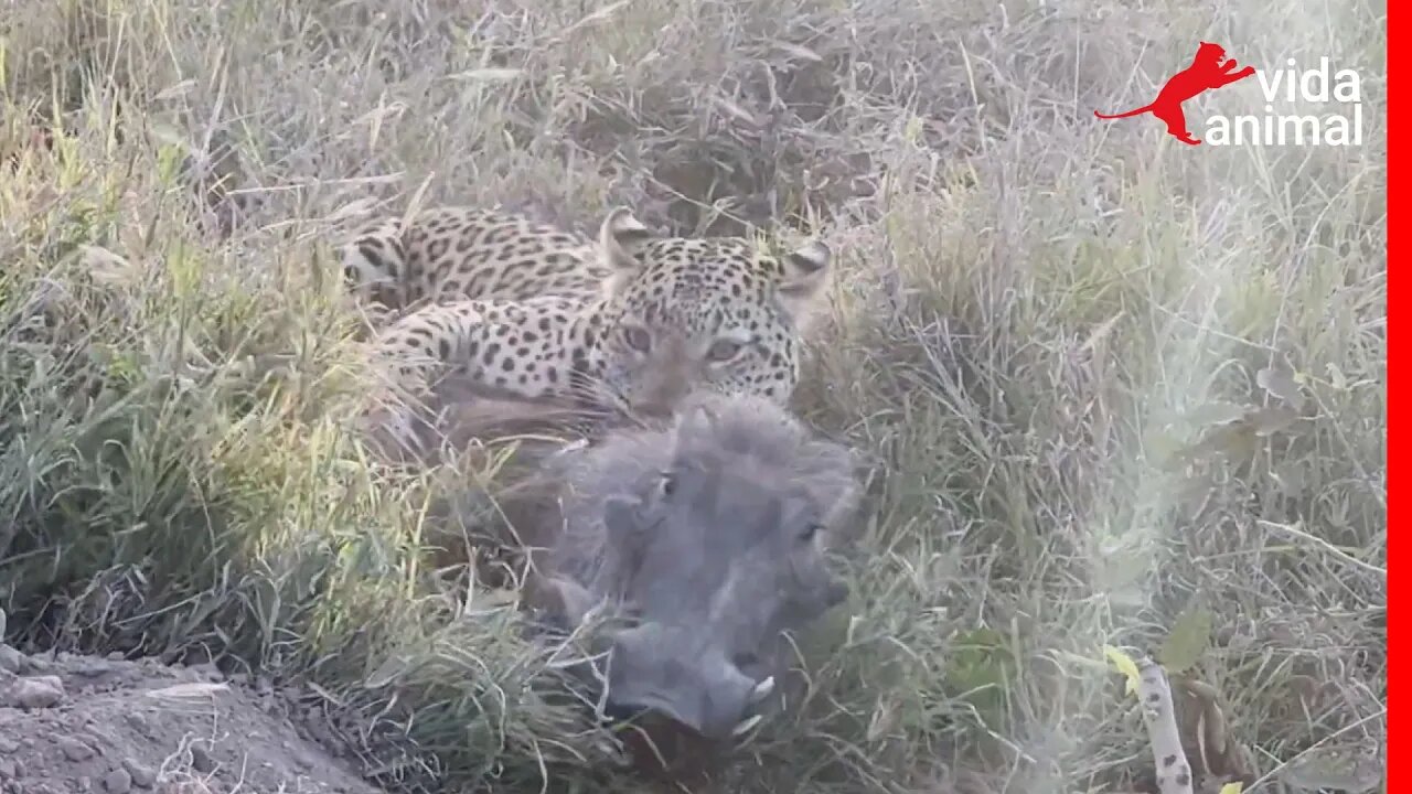 LEÃO ATACA LEOPARDO POR CAUSA DE JAVALI - VIDA ANIMAL