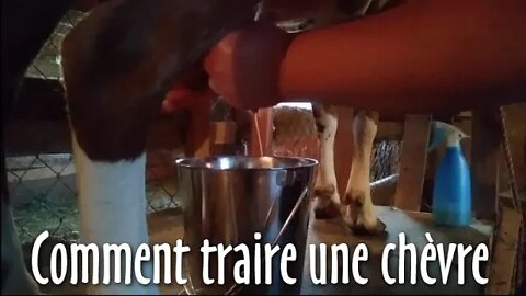 🐐 Comment TRAIRE une CHÈVRE, et autre TRUCS! - #120