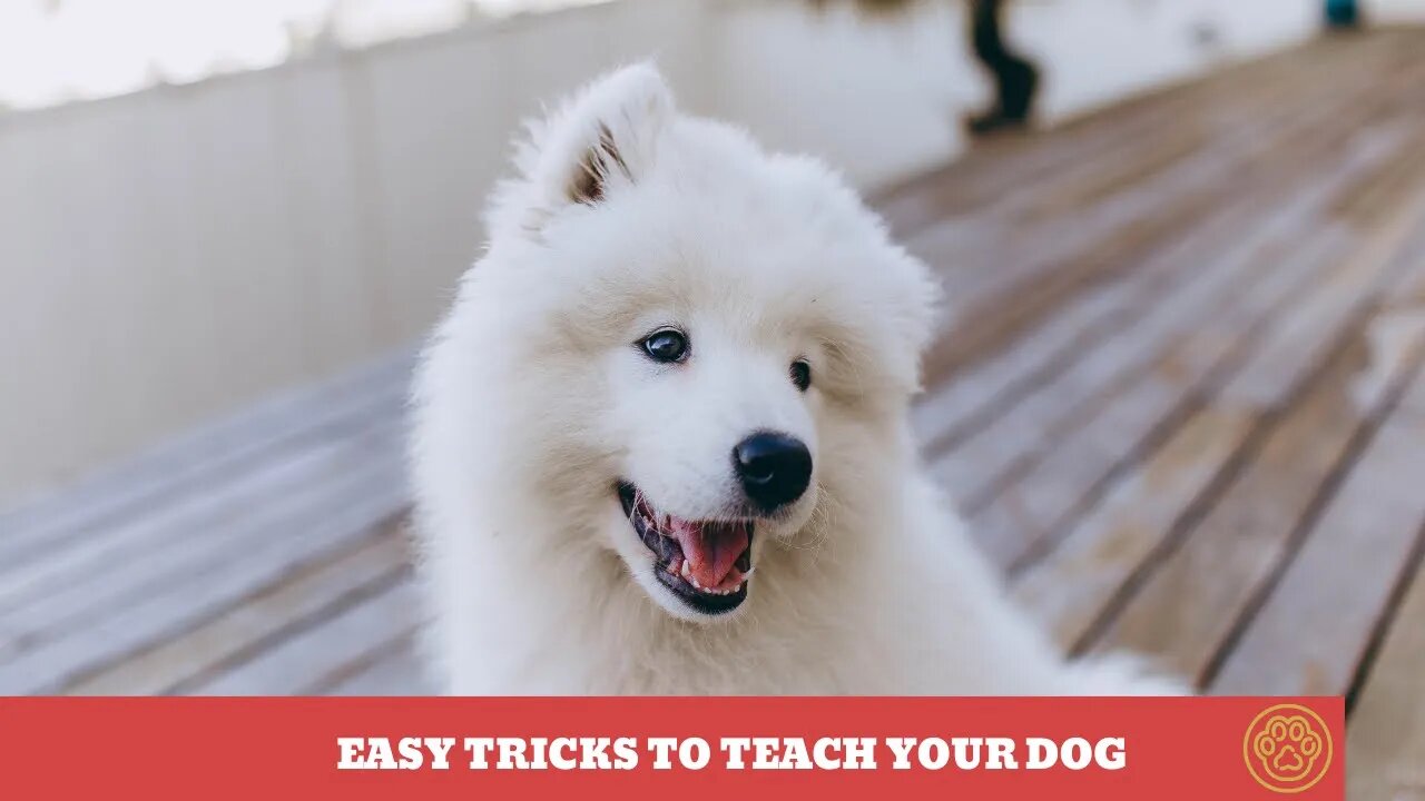 Brain training for dog is helpful and Improve Dog's Intelligence