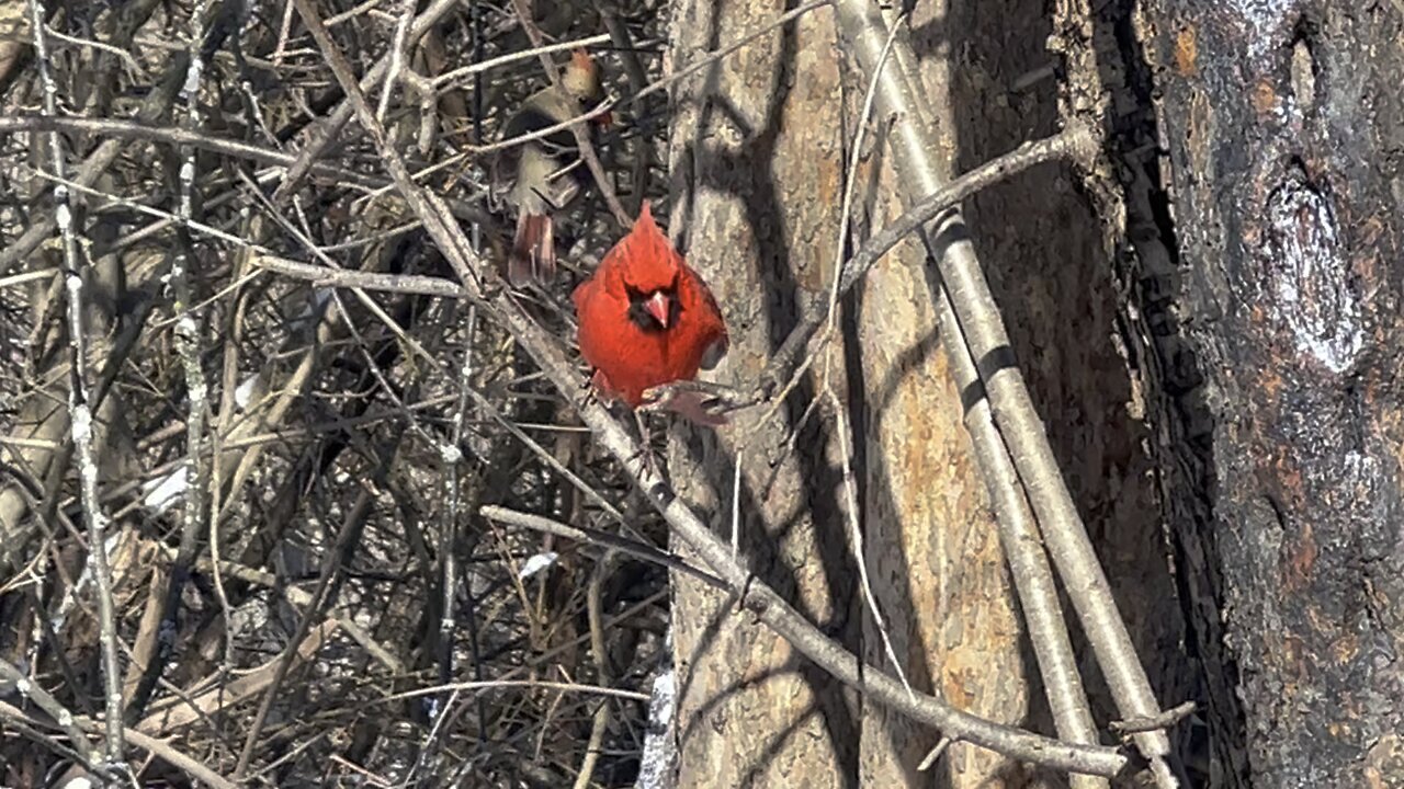 Cardinals and Squirrels 🤣😊