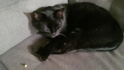 This is my cat, Mr. Clinton. He is sleeping :-)