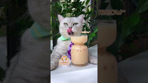 Real Pearls! 🤤Let's Make Bubble Tea with Cat | ASMR Milk Tea | Cat Cooking-TikTok #Shorts