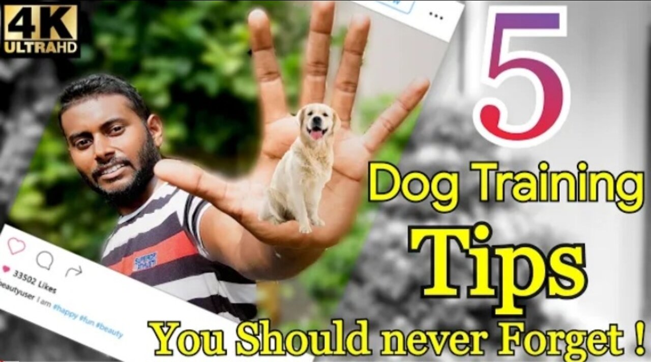 Dog training video🐕🐶🐶❤🐕🐕‍🦺🐕‍🦺 trainer 🐕