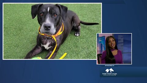 Denver Dumb Friends League Meet Rosco