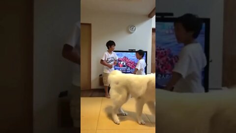 Dog stopping brothers from fighting