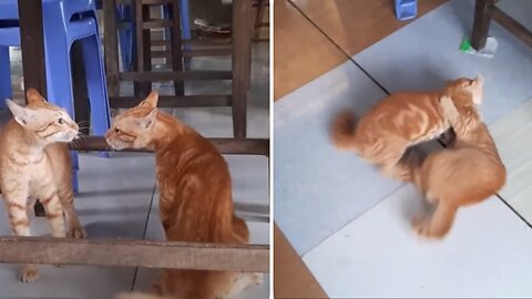 Cats Fighting and Meowing - These Two are Bloody Brothers | Viral Cat