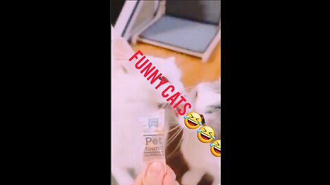 Cute cats