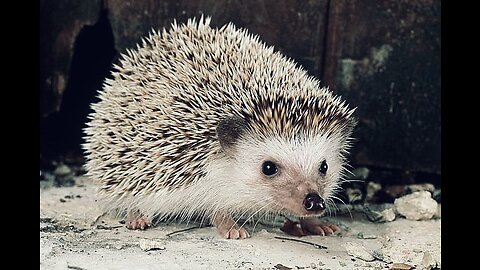 5 Fun Facts About The Four-Toed Hedgehog