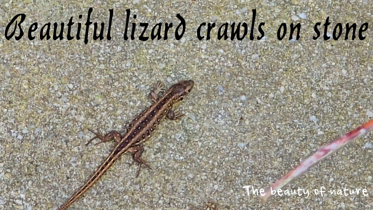 Small lizard crawling on a stone / a very beautiful reptile in nature / beautiful music.